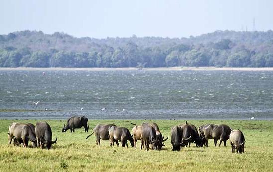 1467721013_0ka 1.jpg